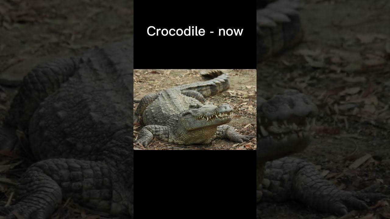 Animals Evolved From Dinosaurs Part 1 Evolve History Extinction Species