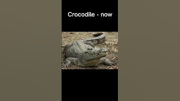 Animals evolved from dinosaurs - Part 1  #animals #dinosaurs #evolve #history #extinction #species