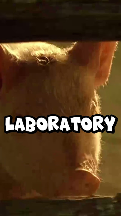 Surprising Facts About Babe (1995) – Behind the Scenes of the Talking Pig Movie!