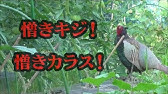ヒヨドリ 花を食べる Youtube ヒヨドリ 花を食べる Youtube