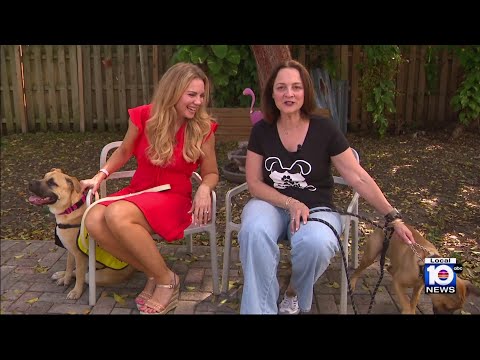 South Florida animal rescue group hopes to  finds homes for over 1,400 pets