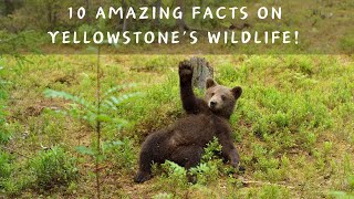 10 Fun Facts About the wildlife in Yellowstone National Park yellowstone
