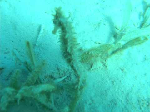 Seepferdchen Hausriff Seahorse Agypten Hurghada Red Sea Tauchen Rotes Meer Diving Youtube