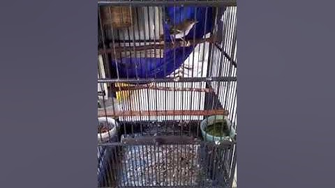 Ternak Ciblek (Sangkar Gantung)