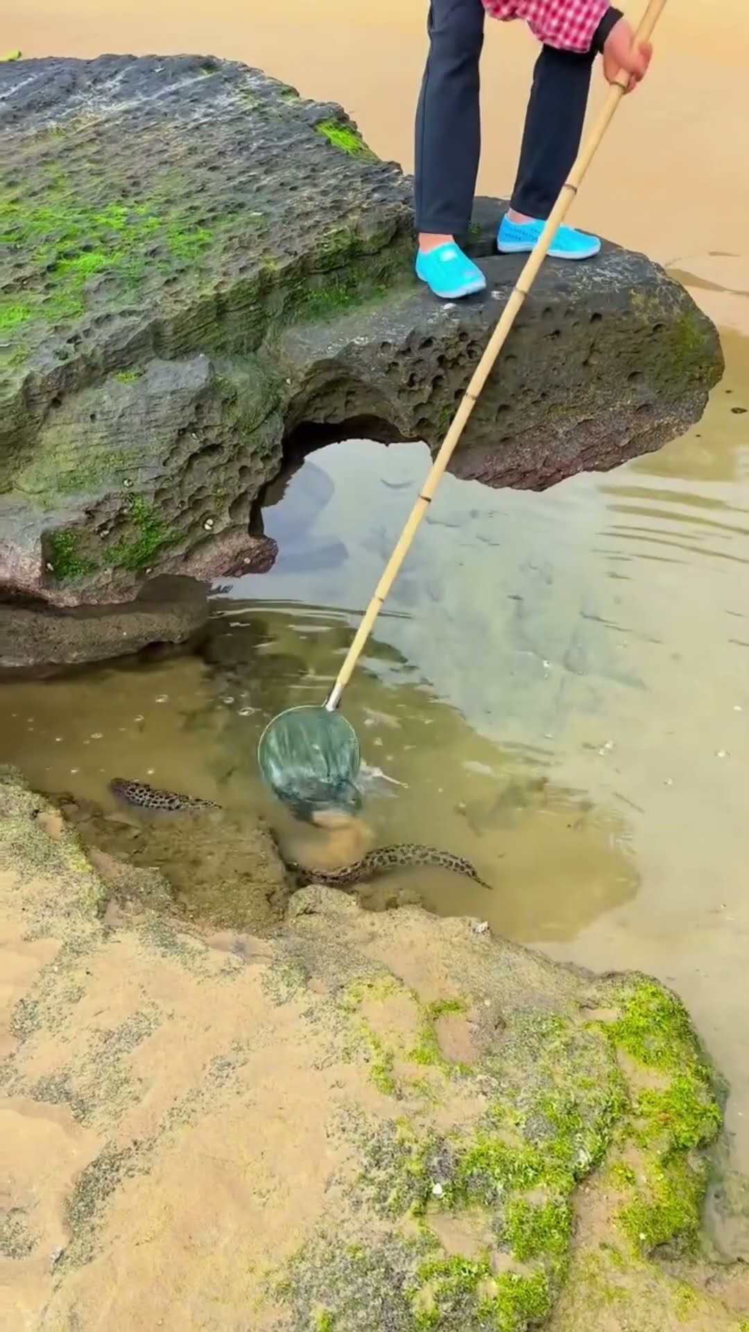 snake trapped in a net and taken out from river #shortsvideo