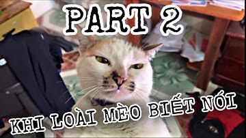 KHI LOÀI MÈO BIẾT NÓI PART 2 | MINH ANH HOÀNG