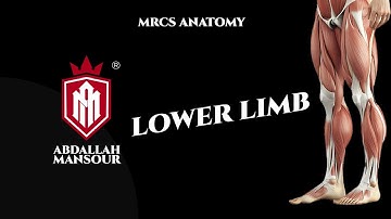 MRCS part B| Lower limb revision part two