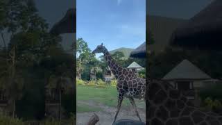 #travel #bali #Safari#indonesia #