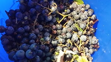 How to Make Grape Juice Concentrate