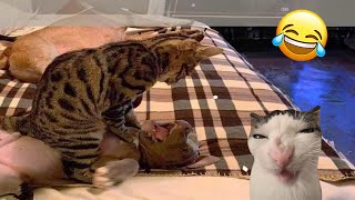 The Funniest Videos About Dogs and Cats 😁 - Best Funny Animal Videos 2024 #1