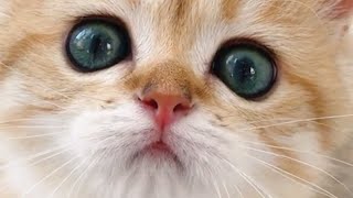 Baby Cats ( Kitten ) - Cute and Funny Cat ( Kitten ) Videos 2020 Collection #10 || Lovely Sphere