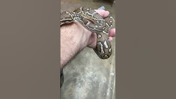 Angolan, Python ￼￼