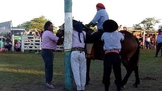 🤠 Jineteadas de caballos Canal Campero Tv Agro Rural Campo