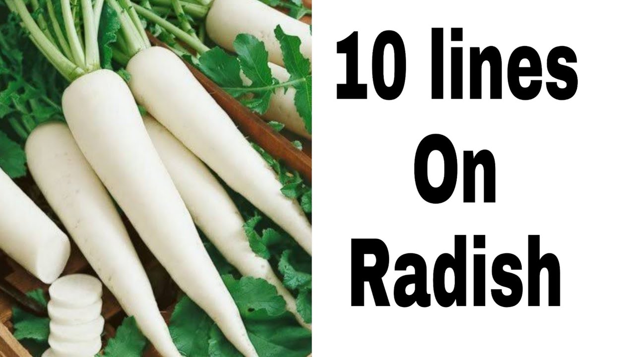 9 lines on Radish vegetable