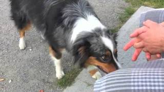 Jovi a sometimes disobedient little dog by seedlessgrapes 233 views 12 years ago 54 seconds