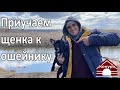 Щенок боится ошейника / Как приучить щенка к ошейнику