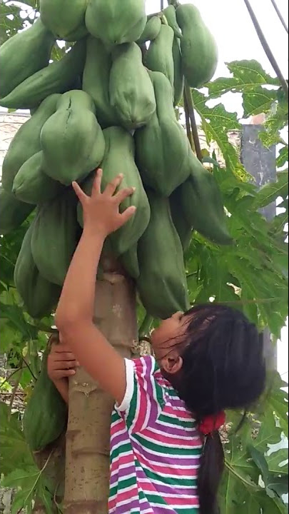 Detik2 anak kecil jatuh tersungkur dari pohon pepaya,