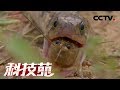 《科技苑》个大的龙虾不一般 20180726 | CCTV农业