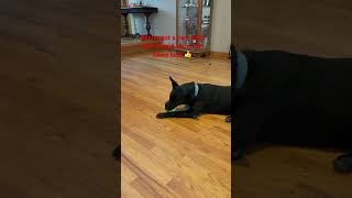 Boone got a new ball! Show him some love! Dog #blackdog  -#blackdogs #adoptdontshop #spoiledpup