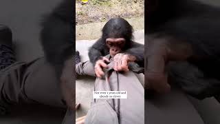 He is Very Intelligent | Chimpanzees understand numbers |  #chimpanzee #cameroun #chimpanzes