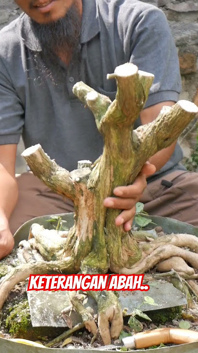 Saeng Simbur Bonsai Material.. #bonsai_indonesia #bonsai_kaki_rinjani #shots