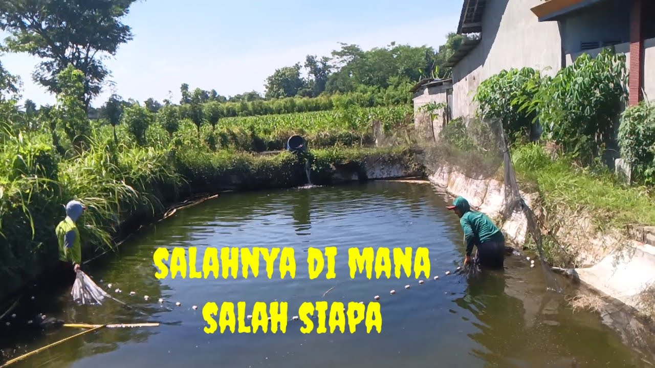 🔴Terpaksa pindah tempat daripada habis metong semua 😭‼️kolam mas Sigit 