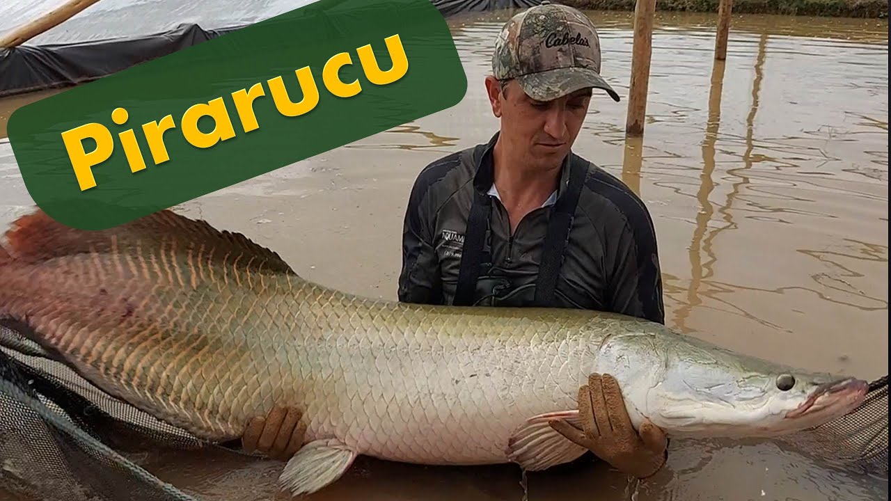 O Pirarucu!! Um dos maiores peixes de escamas do mundo!!!