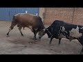 दो सांडों की लड़ाई #fight of two bulls #kuchh alag andaaz