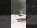 النمر السيبيري: مفترس الغابات الباردة! #shorts #animals #حيوانات
