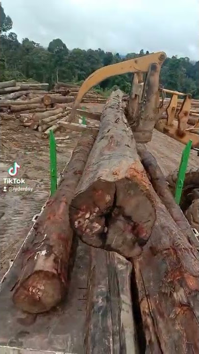 Godzillatrucks#team balak stamping imbak canyon sabah