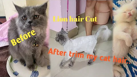 Watch the video about How to bathe your Cat that Hates water/Persian Cat into Lion Cut/ Bathe/ Persian/Cat!