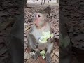 Feeding baby monkey monkeys in Amber troop #animalmonkey #monkey #babymonkey
