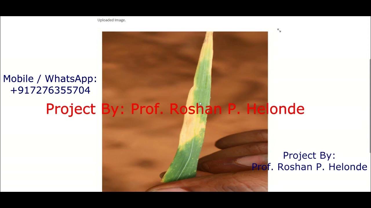 Wheat Leaf Disease Detection Using Image Processing | Python Project ...