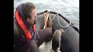 Pingviner I Antarktis