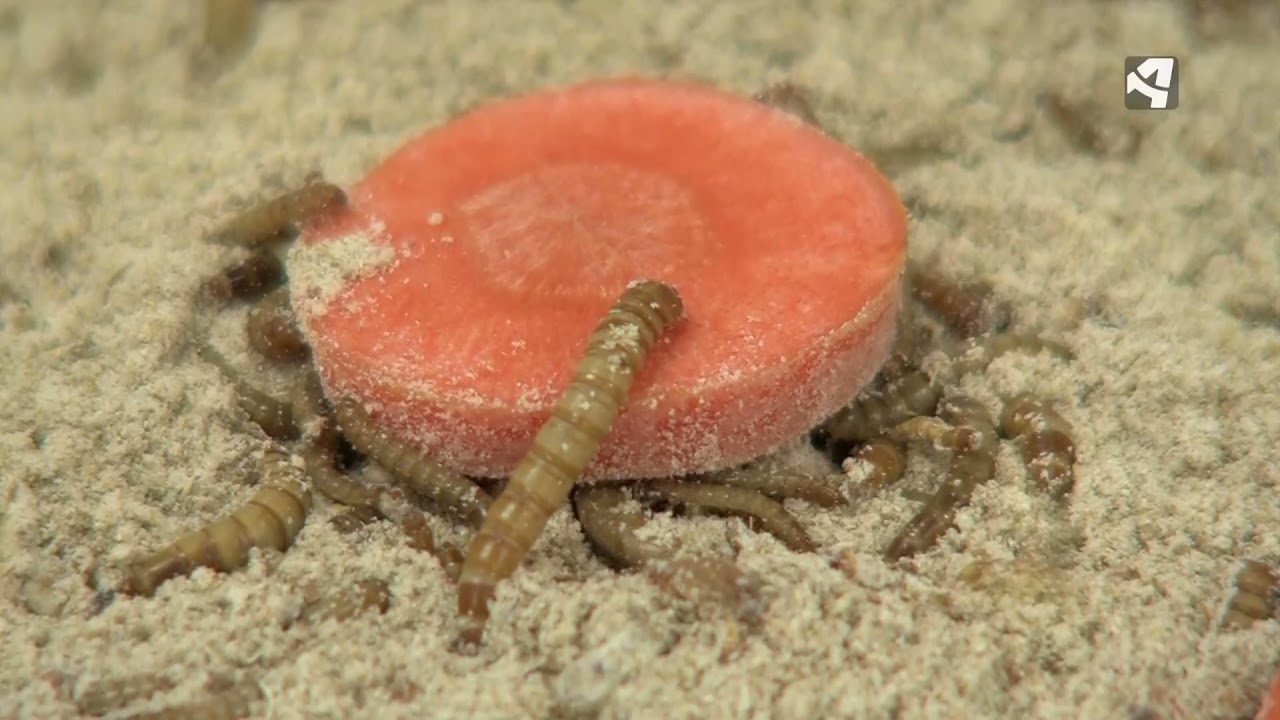 Primera planta de cría de insectos en Aragón