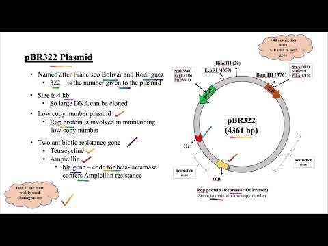 What are Plasmids. What are different types of plasmids. pSC101, pBR322, pUC18 plasmids