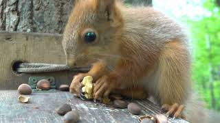 Бельчонок и кормушка / Little squirrel and the feeder by Всё по Серьёзному 3,621 views 8 days ago 6 minutes, 20 seconds