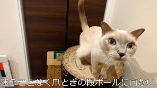 【至福の時間】【ロシアンブルー×トンキニーズ】この時間幸せだなぁ#123