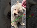 Baby Dog's Life