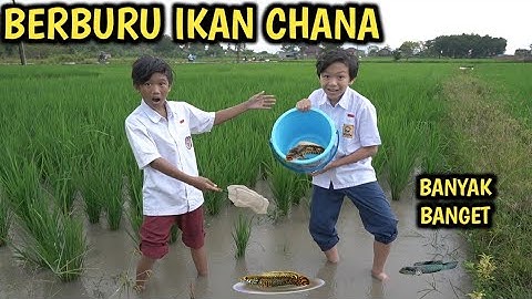 OKEM BERBURU IKAN CHANA BARENG RIO DI PINGGIR SAWAH