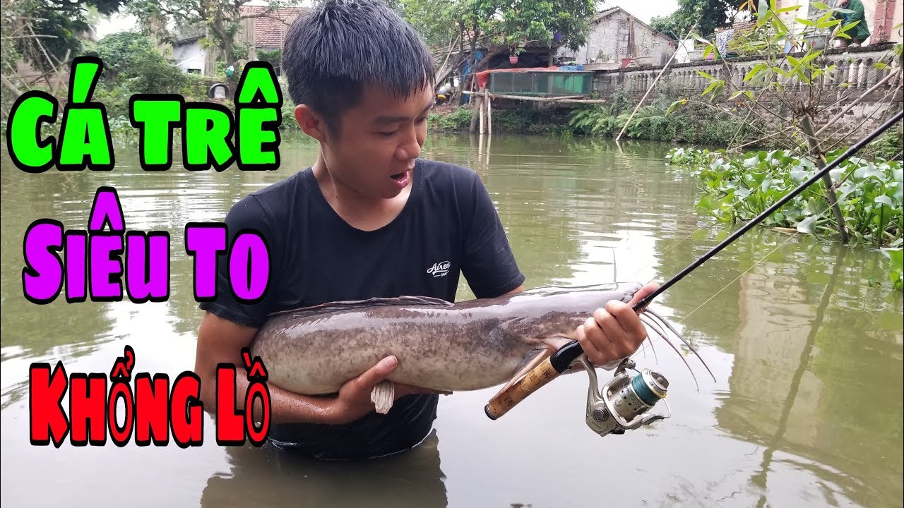 Cá Trê Siêu To khổng Lồ