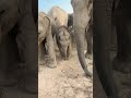 Adorable Baby Elephant Playing in Sand with Mama 🥹 #babyelephant #cuteanimal #shorts
