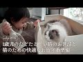 1歳児の猫のお世話｜お留守番も安心！大型猫に快適空間を作ってみた｜ラグドール猫 #116