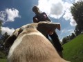 Dogs don't speak English - Paws-itive Reinforcement - Dancin Woofs Dogs don't speak English - Paws-itive Reinforcement - Dancin Woofs