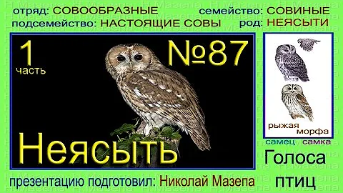 Неясыть. Голоса птиц
