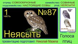 Неясыть. Голоса птиц Неясыть. Голоса птиц