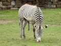 Zebra dick at Chester zoo