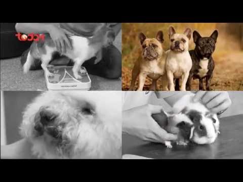 Kỳ 4:  Kiến thức cơ bản về giống chó Bulldog - Thú Cưng TV