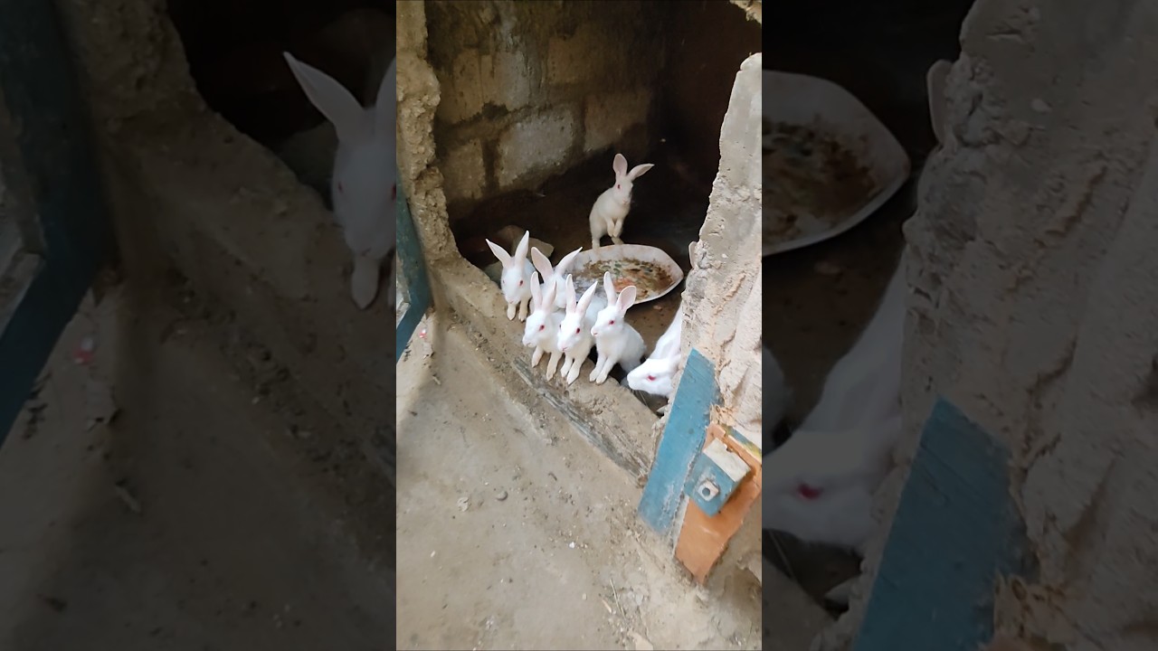 selling rabbits as pets# 