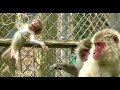 Mountain Monkey - Baby COO - Playing with a String